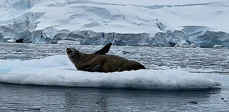 Seal Responding